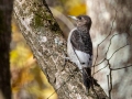 Red-headed Woodpecker (juvenile), Lake Barkley, Gate 2, River Rd., Dover, Stewart County, November 8, 2020