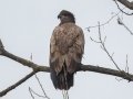 Bald Eagle (juvenile)- Land Between the Lakes - Cross Creeks Headquarters, Dover, Stewart County, October 27, 2020