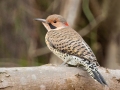 Northern Flicker (Yellow-shafted) - Land Between the Lakes - Paris Landing State Park and Marina, Buchanan, Henry County,  November 26, 2020