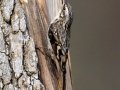 Brown Creeper - Land Between the Lakes - Paris Landing State Park and Marina, Buchanan, Henry County,  November 26, 2020