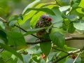 Eastern Bluebird - Radnor Lake State Natural Area, Davidson County, September 10, 2020