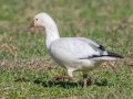 Ross's Goose - Cross Creeks NWR--Pool 2/ABC, Stewart County, November 13, 2020