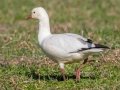 Ross's Goose - Cross Creeks NWR--Pool 2/ABC, Stewart County, November 13, 2020