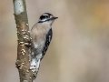 Downy Woodpecker - Land Between the Lakes - Paris Landing State Park and Marina, Buchanan, Henry County,  November 26, 2020