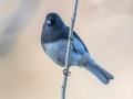 Dark-eyed Junco (Slate-colored) -  Paris Landing State Park, Buchanan, Henry County, December 26, 2020