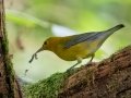 Prothonotary Warbler-2, Bicentennial Trail - Mark’s Trailhead (Ashland City), Cheatham County, September 15, 2020