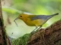 Prothonotary Warbler-3, Bicentennial Trail - Mark’s Trailhead (Ashland City), Cheatham County, September 15, 2020
