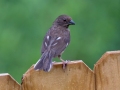 Eastern Towhee (female) - Montgomery County Yard Bird, July 16, 2020