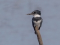 Belted Kingfisher (male) - Kentucky Lake - Eagle Creek Embayment, Henry County, November 8, 2020