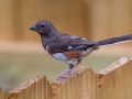 Eastern Towhee (female) - Montgomery County Yard Bird, July 16, 2020