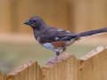 Eastern Towhee (female) - Montgomery County Yard Bird, July 16, 2020