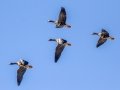 Greater White-fronted Geese - Cross Creeks NWR--Pool 2/ABC, Stewart County, November 13, 2020