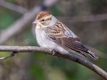 Chipping Sparrow - Land Between the Lakes - Paris Landing State Park and Marina, Buchanan, Henry County,  November 26, 2020