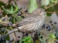 House Finch - Land Between the Lakes - Paris Landing State Park and Marina, Buchanan, Henry County,  November 26, 2020