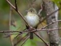 Least Flycatcher - Radnor State Park, Nashville, Davidson County, Sept. 29, 2020