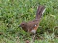 Eastern Towhee (female) - Montgomery County Yard Bird, July 16, 2020