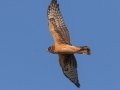 Northern Harrier (female) - Cross Creeks NWR--Pool 2/ABC, Stewart County, November 13, 2020