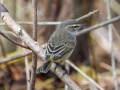 Palm Warbler- Liberty Park and Marina, Clarksville, Montgomery County, November 9, 2020
