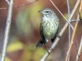 Palm Warbler- Liberty Park and Marina, Clarksville, Montgomery County, November 9, 2020
