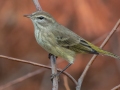 Palm Warbler- Liberty Park and Marina, Clarksville, Montgomery County, November 9, 2020