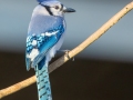 Blue Jay - Land Between the Lakes--Gray's Landing, Stewart County, December 27, 2020