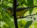 Canada Warbler - Radnor Lake State Natural Area, Davidson County, September 10, 2020
