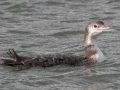 Common Loon - Land Between the Lakes - Paris Landing State Park and Marina, Buchanan, Henry County,  November 26, 2020