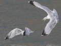 Ring-billed Gull - Land Between the Lakes - Paris Landing State Park and Marina, Buchanan, Henry County,  November 26, 2020
