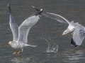 Ring-billed Gull - Land Between the Lakes - Paris Landing State Park and Marina, Buchanan, Henry County,  November 26, 2020