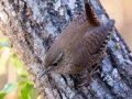 Winter Wren - Land Between the Lakes--Gray's Landing, Stewart County, December 27, 2020