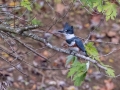 Belted Kingfisher (female) - Land Between the Lakes - Cross Creeks Headquarters, Dover, Stewart County, October 27, 2020