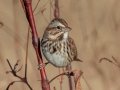 Song Sparrow - Bells Bend Park (& Outdoor Center), Davidson County, November 19, 2020