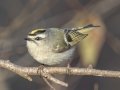Golden-crowned Kinglet (male) - Paris Landing State Park, Henry County, December 27, 2020
