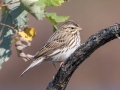 Savannah Sparrow - Cross Creeks NWR, Dover, Stewart County, October 30, 2020