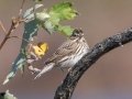 Savannah Sparrow - Cross Creeks NWR, Dover, Stewart County, October 30, 2020