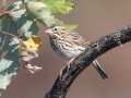 Savannah Sparrow - Cross Creeks NWR, Dover, Stewart County, October 30, 2020