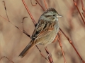 Swamp Sparrow - Bells Bend Park (& Outdoor Center), Davidson County, November 19, 2020