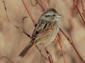 Swamp Sparrow - Bells Bend Park (& Outdoor Center), Davidson County, November 19, 2020