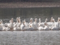 American White Pelicans - Land Between the Lakes - Cross Creeks Headquarters, Dover, Stewart County, October 27, 2020