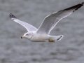 Ring-billed Gull - Land Between the Lakes - Paris Landing State Park and Marina, Buchanan, Henry County,  November 26, 2020