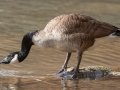 Canada Goose, Dunbar Cave, Clarksville, Montgomery County, November 9, 2020