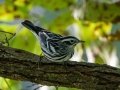 Black-and-white Warbler (female) - Lake Barkley State Park,  Stewart County,  September 20, 2020