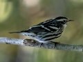 Black-and-white Warbler (female) - Lake Barkley State Park,  Stewart County,  September 20, 2020