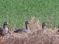 Greater White-fronted Geese - Cross Creeks NWR--Pool 2/ABC, Stewart County, November 13, 2020
