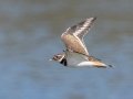 Killdeer - Cross Creeks NWR, Dover, Stewart County, October 30, 2020