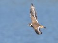 Killdeer - Cross Creeks NWR, Dover, Stewart County, October 30, 2020
