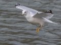 Ring-billed Gull - Land Between the Lakes - Paris Landing State Park and Marina, Buchanan, Henry County,  November 26, 2020