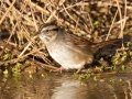 Swamp Sparrow - Bells Bend Park (& Outdoor Center), Davidson County, November 19, 2020