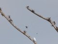 These spiders that can repel down  web threads and land on you. They are also blown on to you by the wind. - Land Between the Lakes - Cross Creeks Headquarters, Dover, Stewart County, October 27, 2020