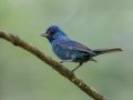 Indigo Bunting - Port Royal, Montgomery County, July 19, 2020